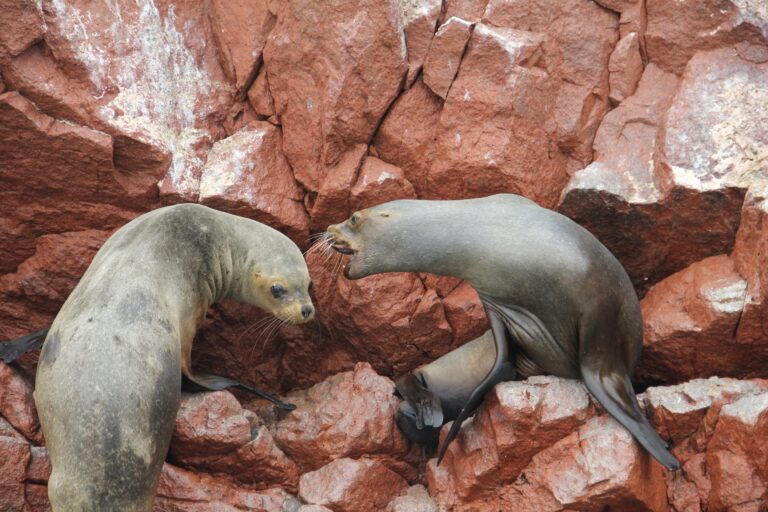 svetfree-ballestas-islands-1967950